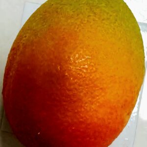 Mangue